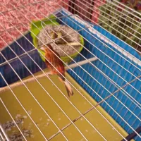 نروماده رو تخم ی نر سبز