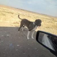 سگ‌ واگذاری