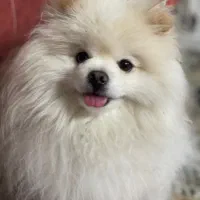 نگهداری از سگ پامرانین