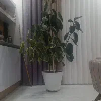 گل فیکوس بزرگ