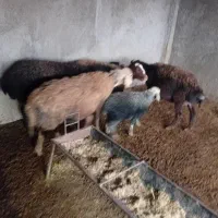 میش بره دار