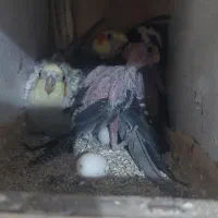 عروس هلندی