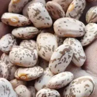 لوبیا دولتی بوجاری شده