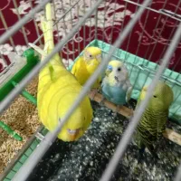 پرنده|پرنده|دزفول, |دیوار