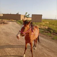 اسب|اسب و تجهیزات اسبسواری|نیشابور, شریعتی|دیوار