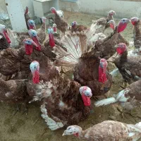 بوقلمون بوربون|حیوانات مزرعه|تهران, افسریه شمالی|دیوار