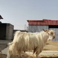نری فروشی