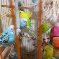 مرغ عشق|پرنده|بهارستان, |دیوار