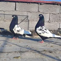 کفتر نقش خوشگل|پرنده|کرمان, |دیوار