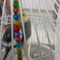 عروس هلندی|پرنده|تربت‌حیدریه, آغوی|دیوار