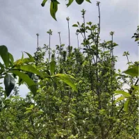 فروش زمین کشاورزی