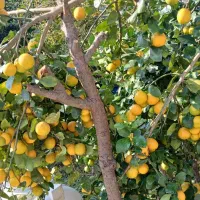 لیموترش بهنمیر پر آب