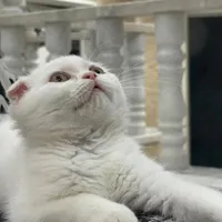 بچه گربه 4 ماهه