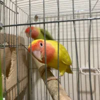 یه تعداد عروس(جوجه و بالغ)ملنگو-راهب-گیرینچیک|پرنده|رشت, یخسازی|دیوار