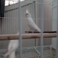 یک جفت عروس هلندی تاج کینگ