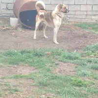 سگ سرابی نر|سگ|اردبیل, |دیوار