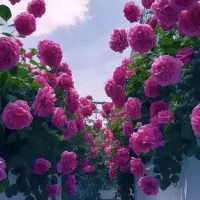 12 ماهه طرح مهربانی