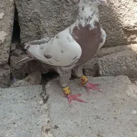 نر میولمنز
