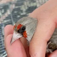 سهره کرمونی ماده معاوضه با سرسیاه