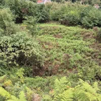 فروش فوری زمین باغی ۴۰۰۰ متر