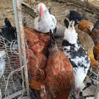 مرغ و خروس گلین