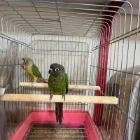 غذا و ملزومات پرنده