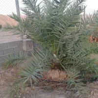 نخل|خدمات باغبانی و درختکاری|جنت, |دیوار