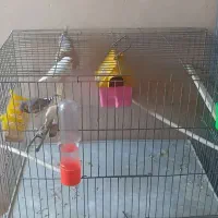 فنج خوش گل اماده