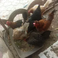 مرغ گلپایگانی  تخم گلپایگانی