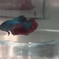 ماهی فایتر نر و ماده