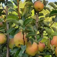 کارگر انگور ،گوجه ،میوه چینی