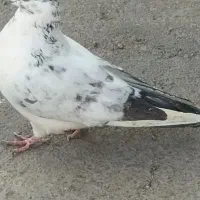 3عدد کبوتر پرشی