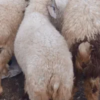 بره‌چاق‌برای‌عید‌قربان