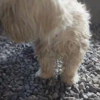 شیتزو نر ماده