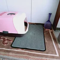 گربه پرشین اسکاتیش|گربه|تهران, بهمن یار|دیوار
