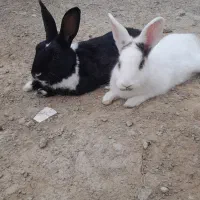 خرگوش نر و ماده