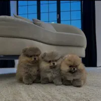 پامر عروسکی|سگ|رباط‌کریم, رباط‌کریم|دیوار