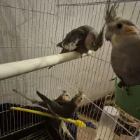 ۵ عروس هلندی سینامون