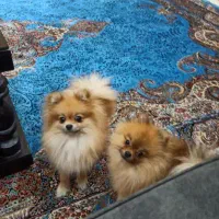 سسگگ ممینیاتوریی پاامی|سگ|تهران, شهرک غزالی|دیوار