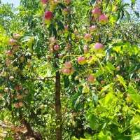 فروش باغ انگور و میوه