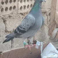 کبوتر|پرنده|چناران, |دیوار