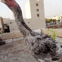 جوجه نیمچه لاری نژاد خالص افغان