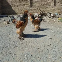 نیمچه خروس برهما لایت و بوف|حیوانات مزرعه|نجف‌آباد, گلدشت|دیوار