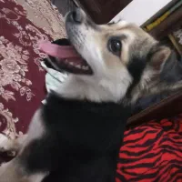 واگزری سگ دورگ هاسگی و ژرمن شپرز|سگ|مشهد, بهمن|دیوار