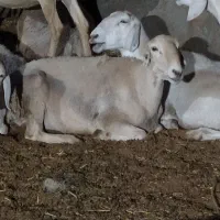 میش چینی