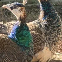 طاووس هندی ومصری|پرنده|محمودآباد, |دیوار