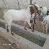 سلام دوستان نری وبره شهر|حیوانات مزرعه|قشم, |دیوار