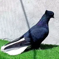 کبوتر رنگی گلی می..ه.ا.م