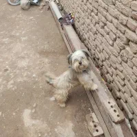 پاکوتا