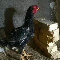 خروس لاری نوک طوطی مشکی خالص